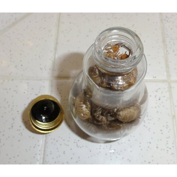 Glass Lightbulb Jar full of 27 Cicada Skins oddity curiosity goth taxidermy - Picture 6 of 16